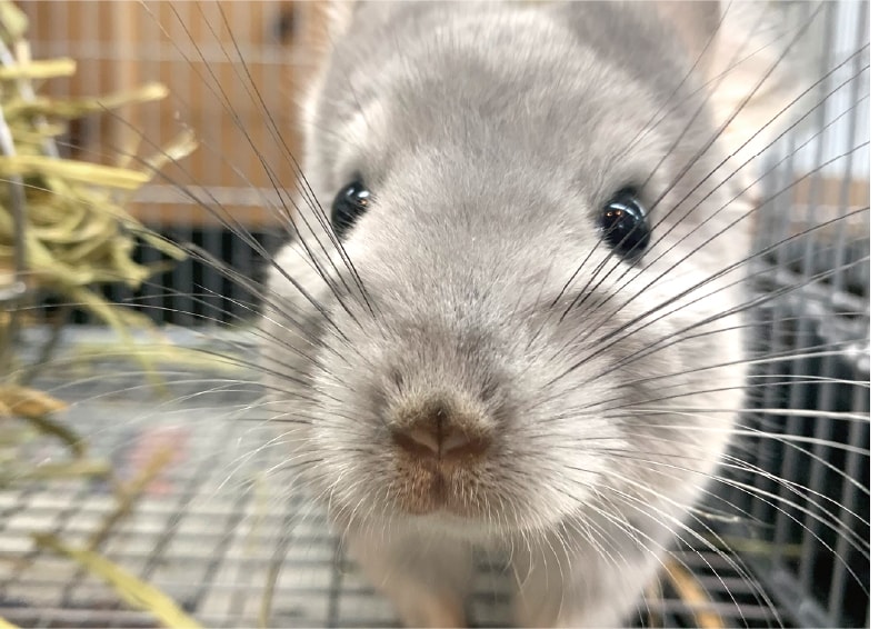 チンチラ