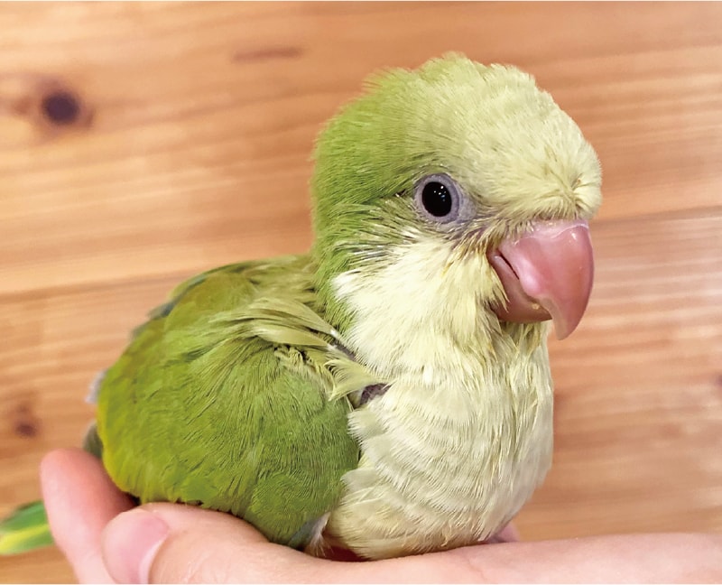 オキナインコパリッド