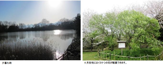 夕暮れ時の太陽が反射している溜池と4月初旬にイヌナシの花が鑑賞できる東員北部山田溜公園