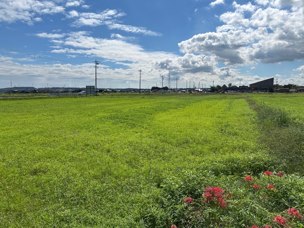 20241009コスモス畑