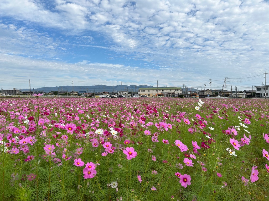 20241024コスモス畑（見頃）
