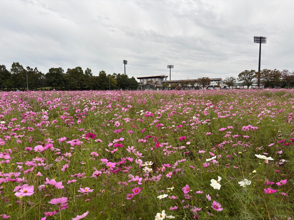 20251031コスモス開花状況 見頃