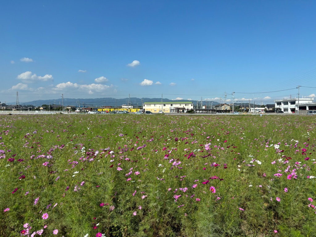 R8年10月13日コスモス畑