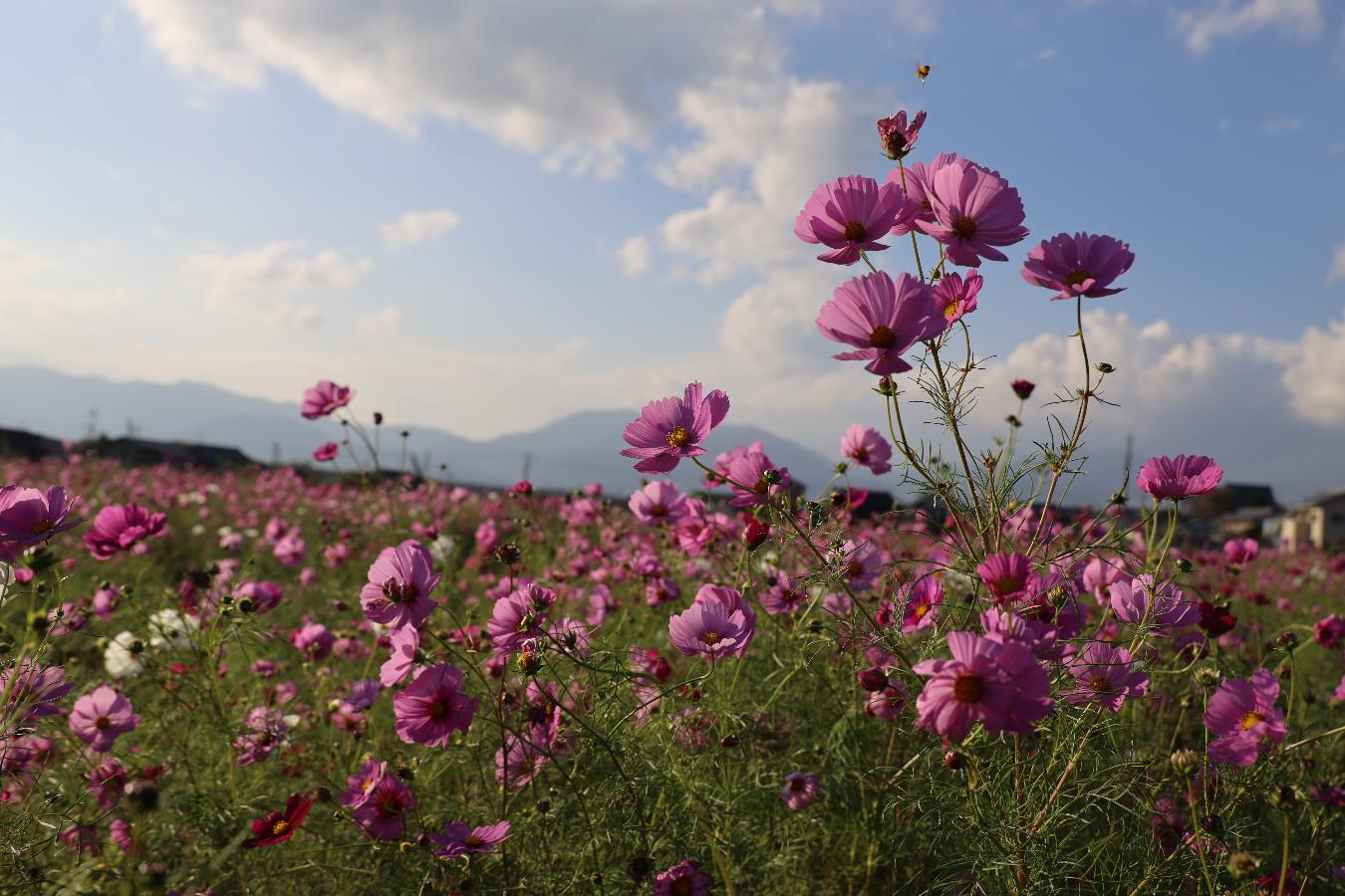 コスモス畑