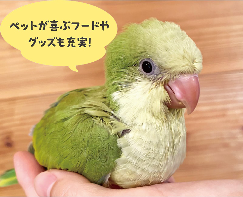 オキナインコパリッド