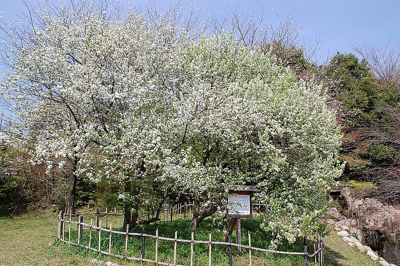 青空の下で白い花が満開に割き柵に囲われている山田半ノ木谷イヌナシ自生地の写真