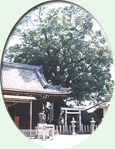 昼の鳥取山田神社にそびえたつ大きなクスノキの写真