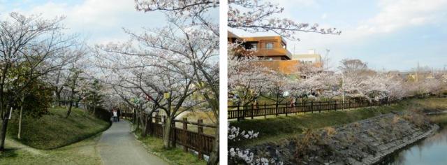 左側画像は満開の桜が咲き真ん中に道がある写真、右側画像は満開の桜と土手がと建物がある写真