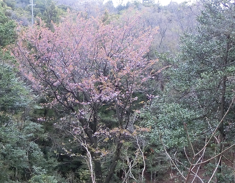 ピンクの花を咲かせているトウインヤエヤマザクラ（第2号）自生地の写真
