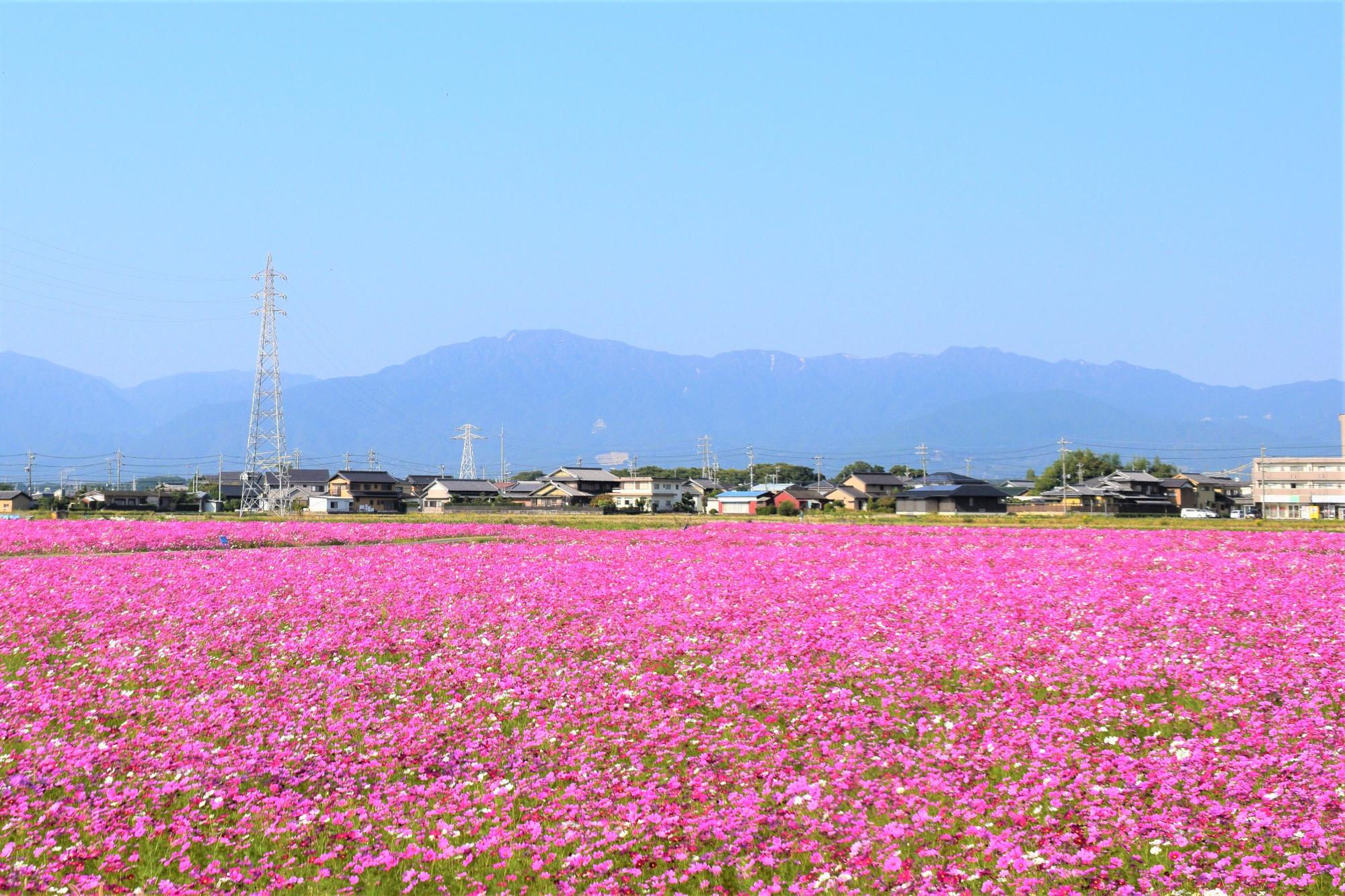 こすもすばたけ